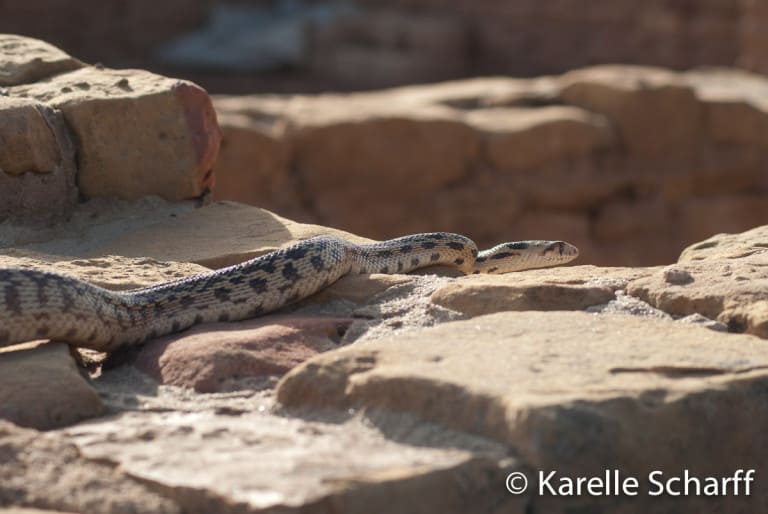 MesaVerde-6